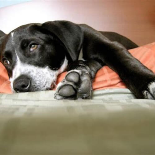 Le CBD comme Solution Naturelle pour Soulager l'Arthrose Animale : Guide Complet