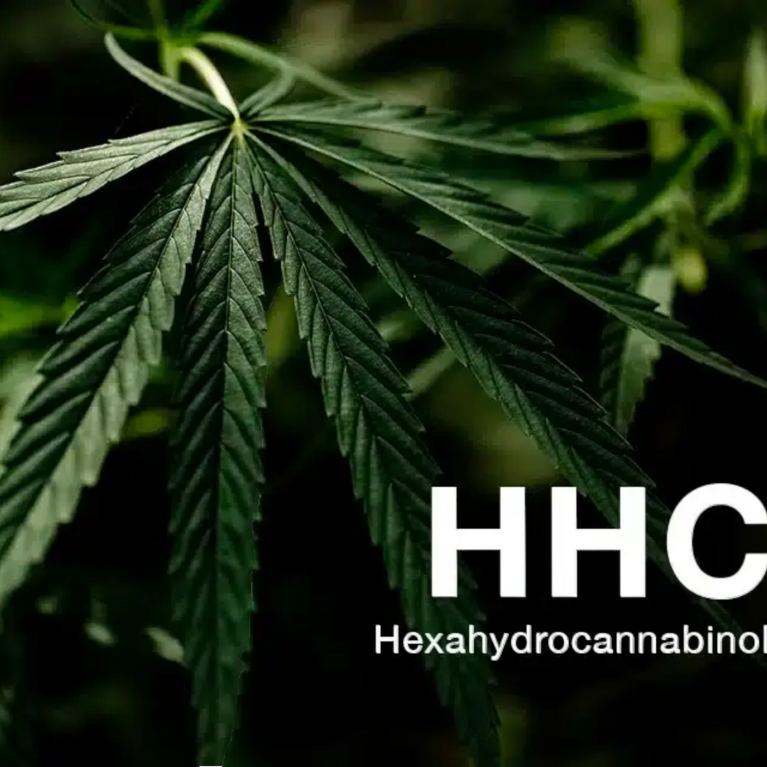 Interdiction du HHC : Quels sont les dangers pour ta santé?