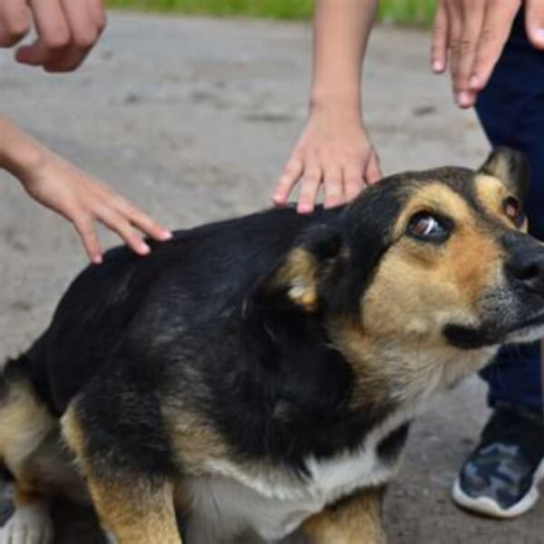 Comment le CBD peut aider votre animal à gérer le stress
